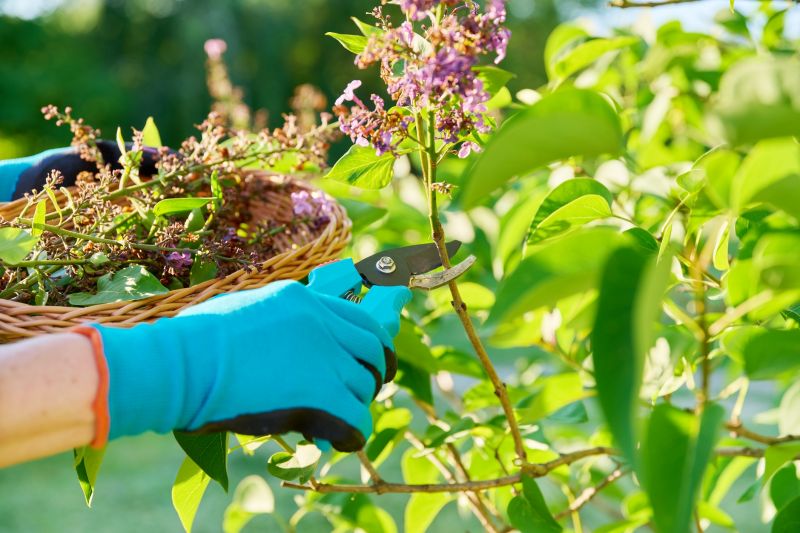 Increase Your Lilac Removal Business with an AI Driven, Targeted Website