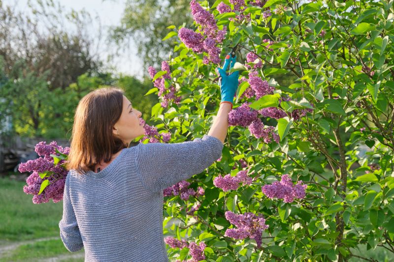 Local Lilac Removal pros at work