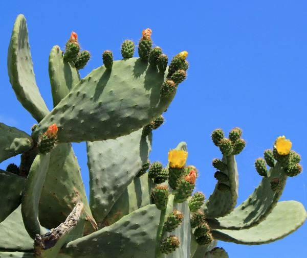 Cactus Removal