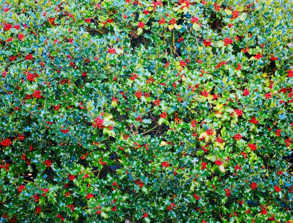 Holly Bush Removal