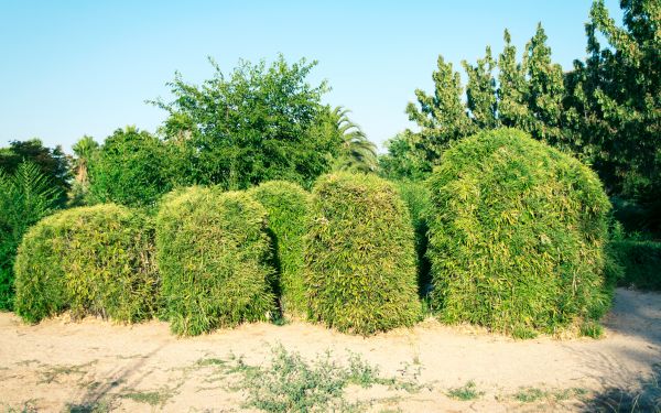 Bamboo Hedge Removal