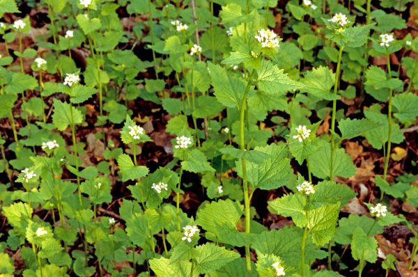 Garlic Mustard Removal