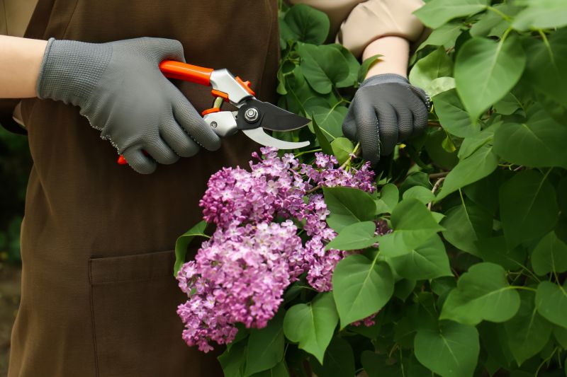 Lilac Removal