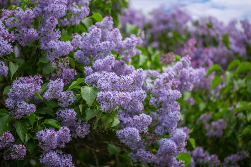 Healthy Lilac