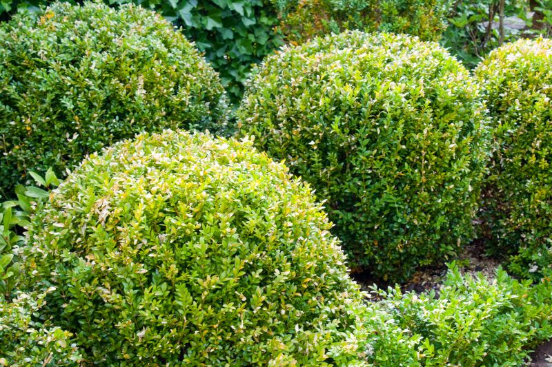 Shrub Trimming in a Garden